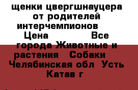 щенки цвергшнауцера от родителей интерчемпионов,   › Цена ­ 35 000 - Все города Животные и растения » Собаки   . Челябинская обл.,Усть-Катав г.